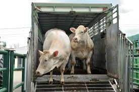 Livestock relocation transport available 24/7--low rates countrywide/cross border