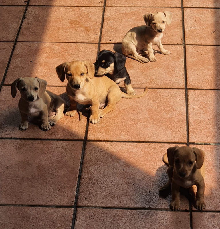 Miniature Dachshund Pinscher Puppies
