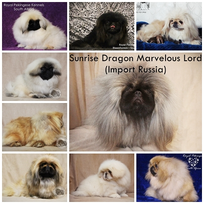 Quality Pekingese Pups For Sale - Bloemfontein, South Africa