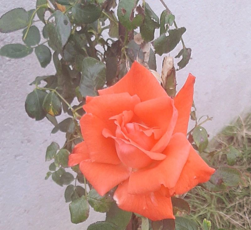 beautiful 7 type roses for sale