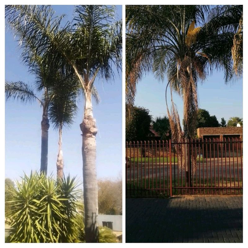 Palm cleaners R250 each