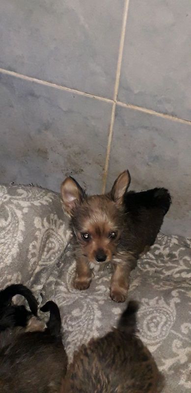 Miniature yorkshire terrier puppies