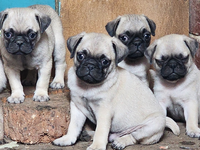 Dogs Puppies for Sale in Johannesburg South Gumtree