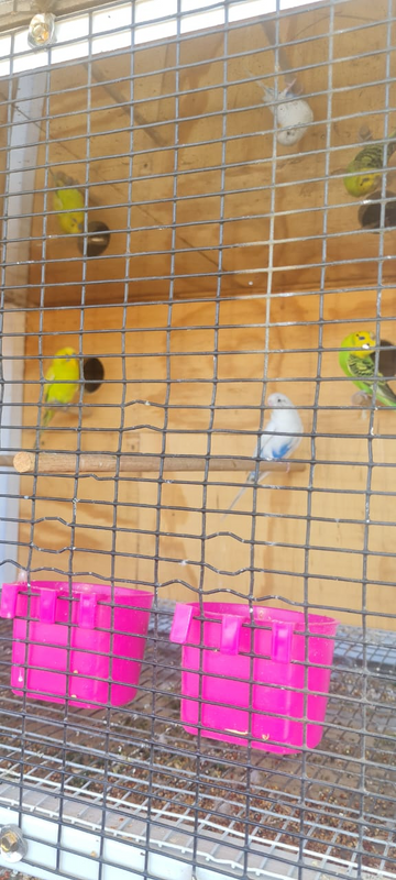 Budgies - Ad posted by e.hammond21