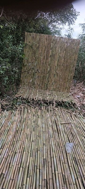 Bamboo panels for fencing