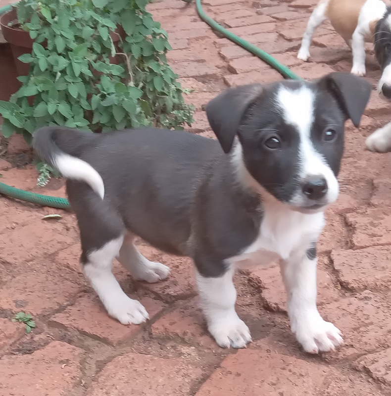 Jack Russell x Border Collie