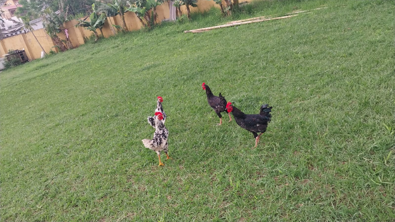 Zulu fowls for sale