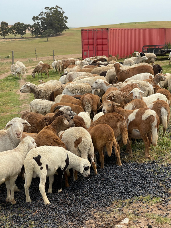 Lambs and Sheep Meat Masters