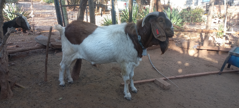 4 Year old Boergoat Ram (75kgs) - R2600