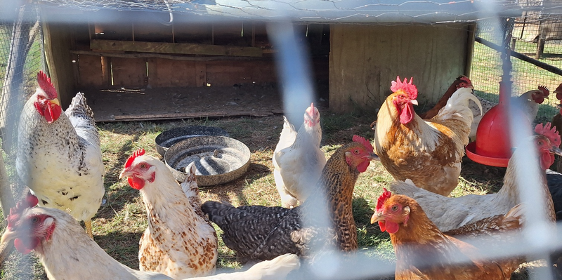 FARM CHICKENS FOR SALE HARTBEESPOORT - PLAASHOENDER MIXED BREED –CHICKS