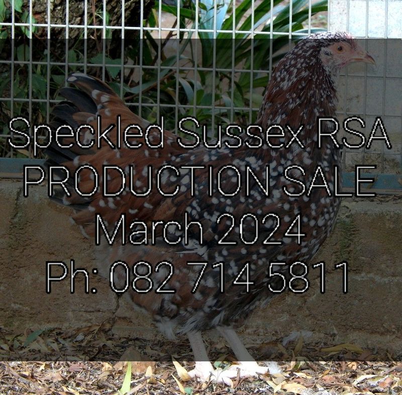 Speckled Sussex