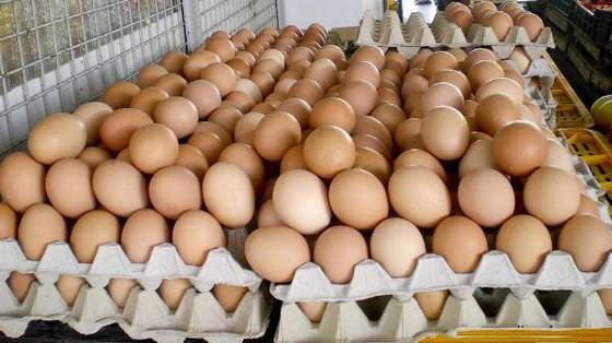 We have in bulk fresh table white and brown eggs for sale.