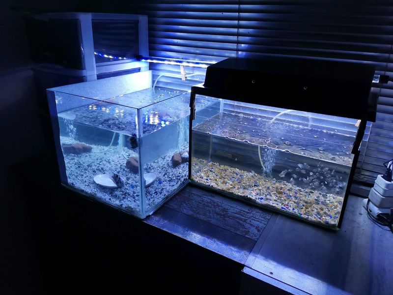 Tanks &amp; Blue Polar Parrot Fish, everything For Sale