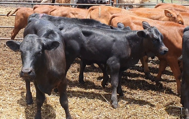 Beefcalves - Ad posted by Jarck Botha