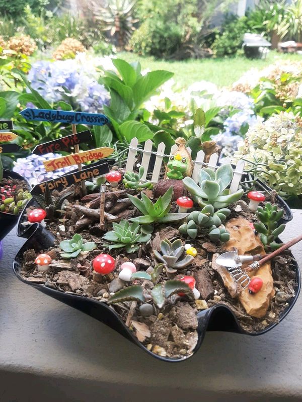 Succulent fairy gardens