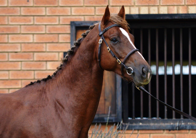Stunning Irish Sports Horse Stallion for sale!!!