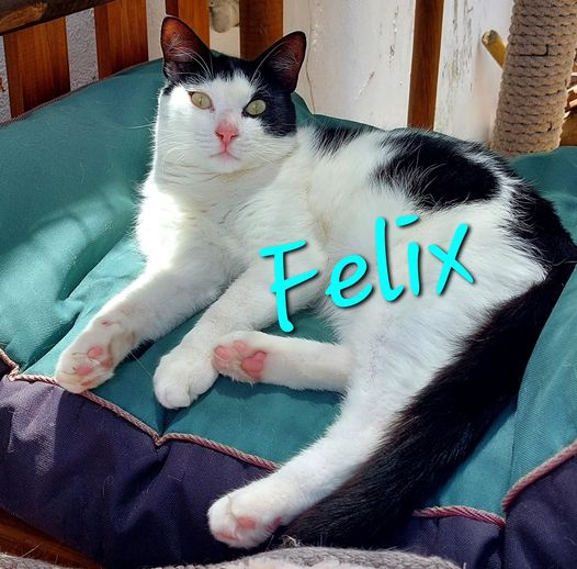 Felix: very adaptable and quietly confident, should do very well in a multiple cat household.