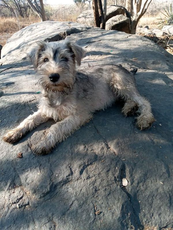 Purebred Male Miniature Schnauzer Puppy