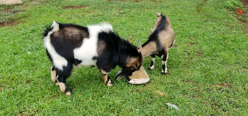 Adult Dwarf Goats