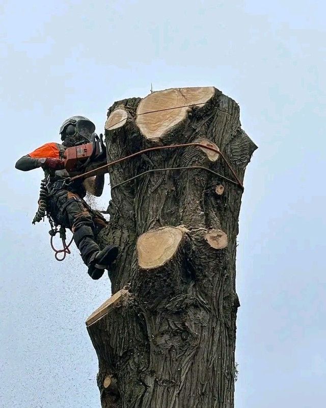 iDream Tree  Felling Services