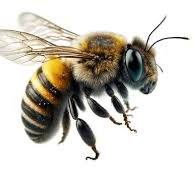 Bee Handler