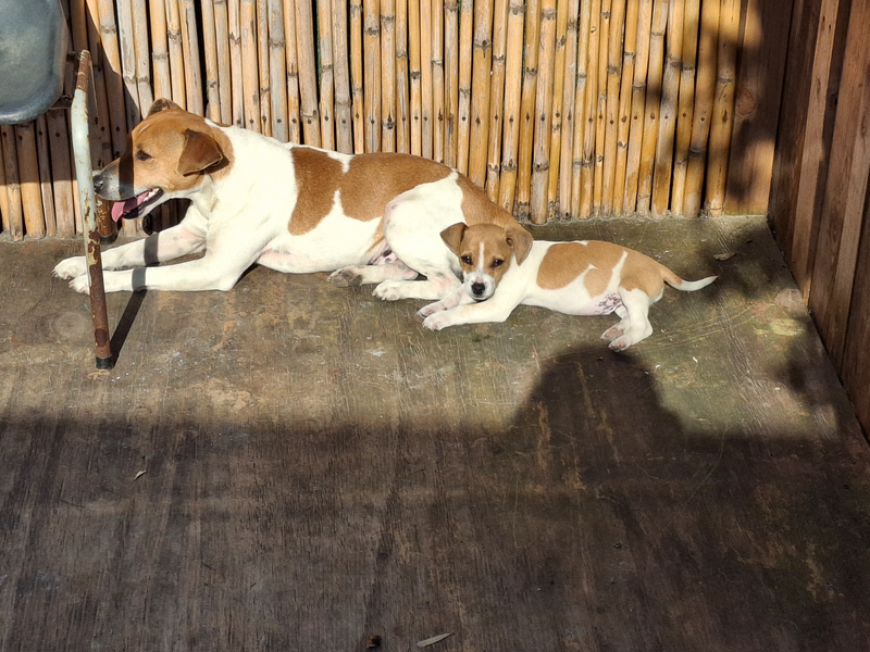 Jack russell puppy