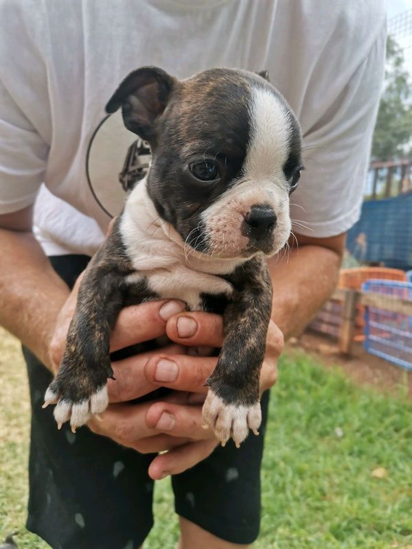 Boston terrier pups