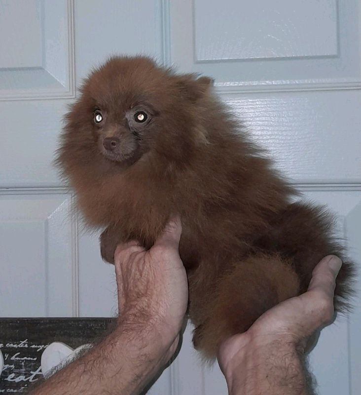 Pocketsize Pomeranian