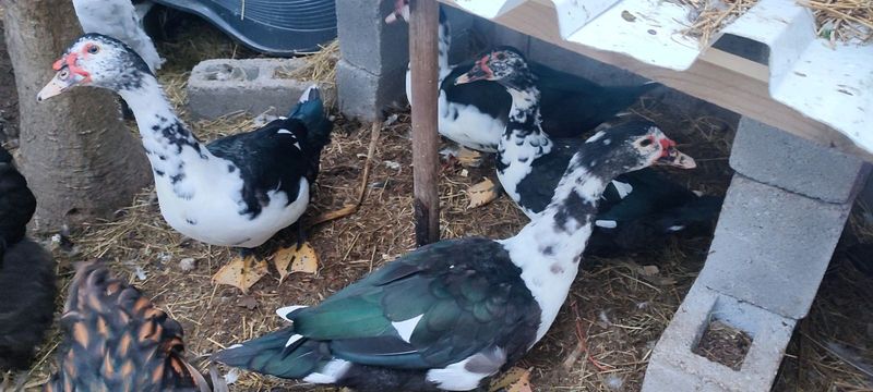 Golden laced orpington Rooster x2 muscovy male x2