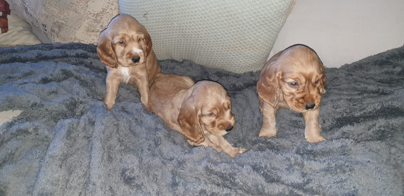 Beautiful Golden spaniel puppies