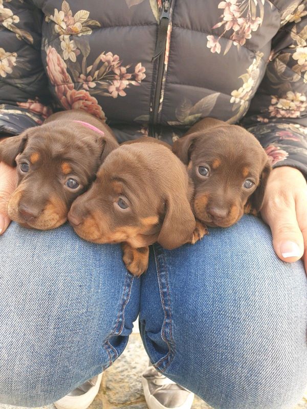 Miniature Duchshund Puppies