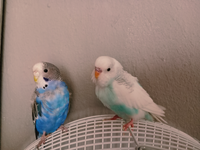 Birds and Other Pets to Adopt in Johannesburg Gumtree