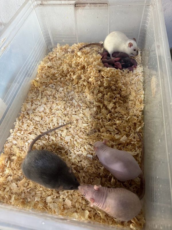 Dumbo’s and hairless rats for sale