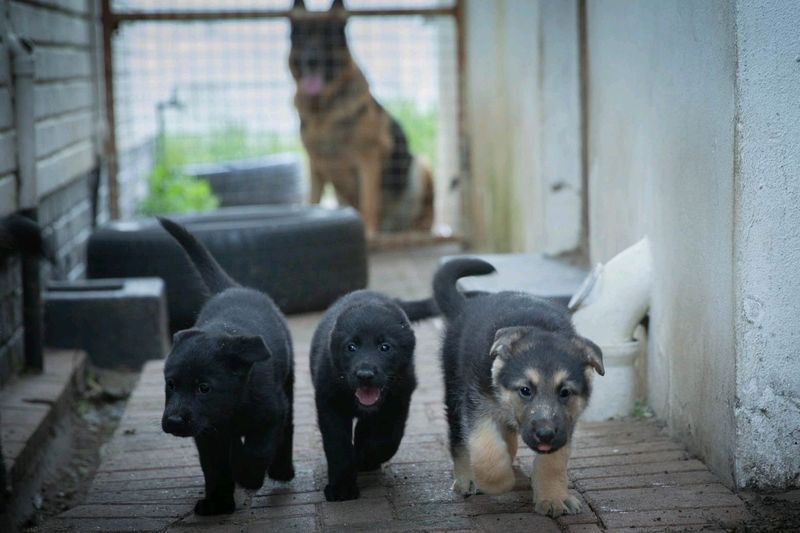 German shepard puppies (pure breed)