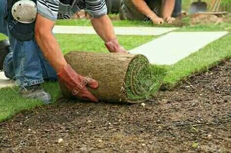 Instant roll on lawn grass weed free straight from the farm