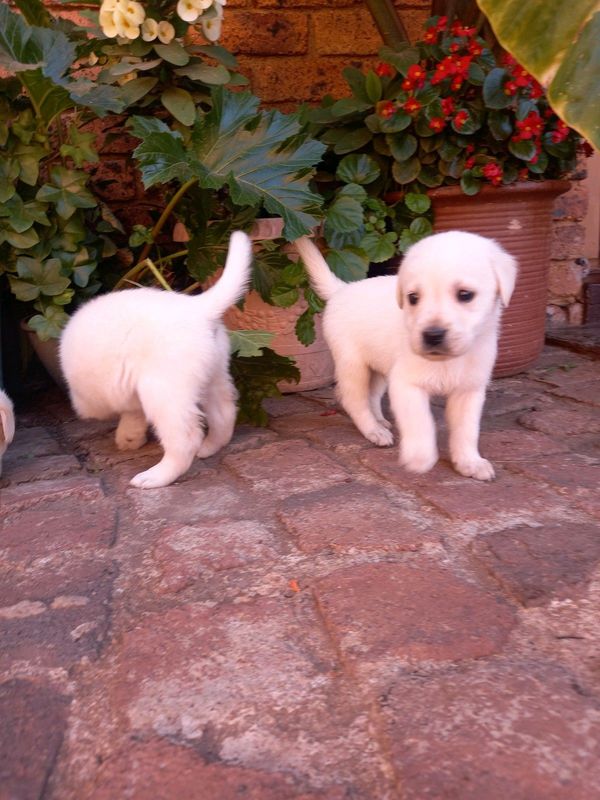 White purebred labrador puppies