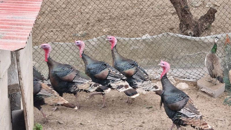 Turkeys male