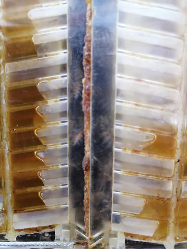 Honey On Tap - Auto flow hives