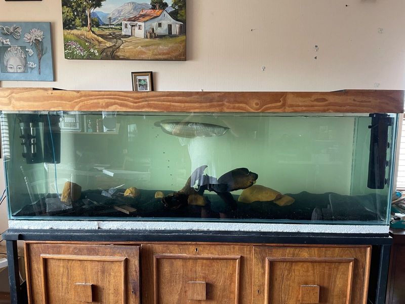 Big tank 2m x 60cm x 60cm with fish and filters and lights must go