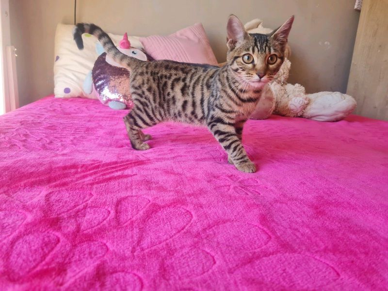 Beautifull Bengal kitten