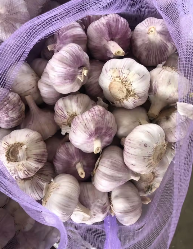 New Fresh Garlic Wholesaler Price