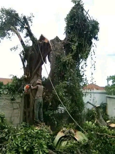 TM TREE FELLING AND GARDEN SERVICES