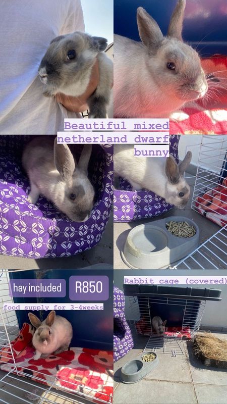 Rabbit/Bunny for sale