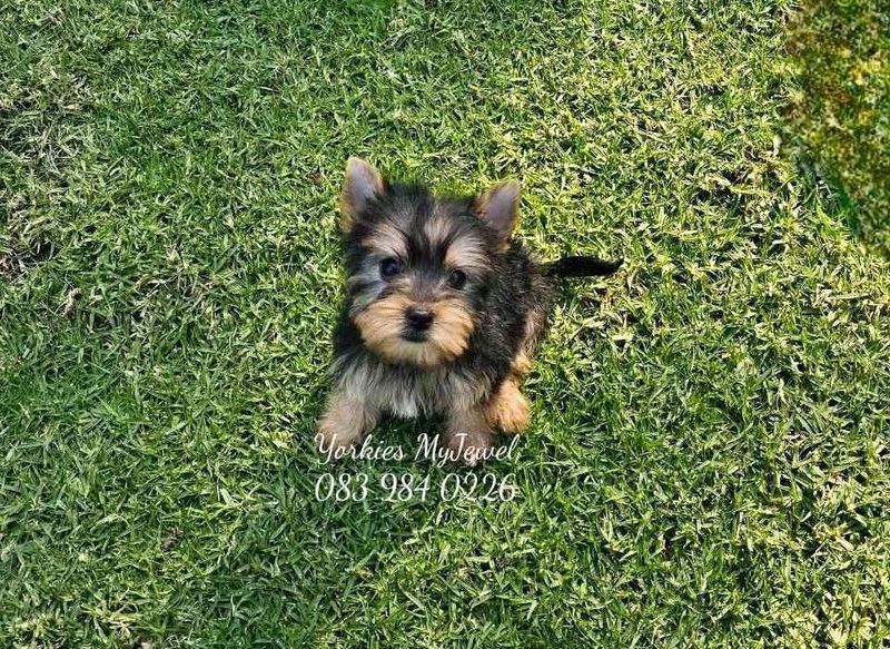 Pocket size Female Yorkie puppy available