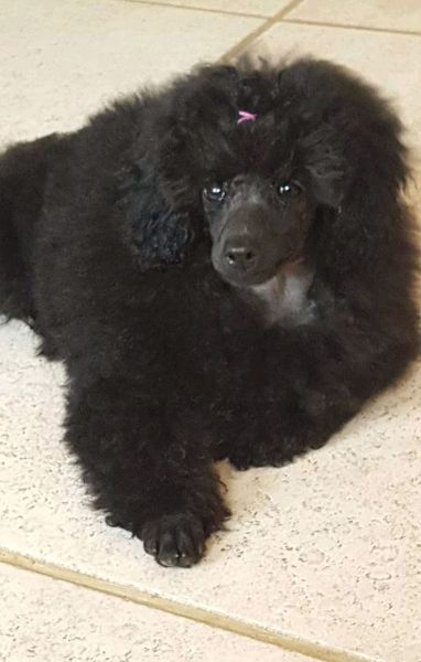 Kusa registered toy poodle breeders best sale