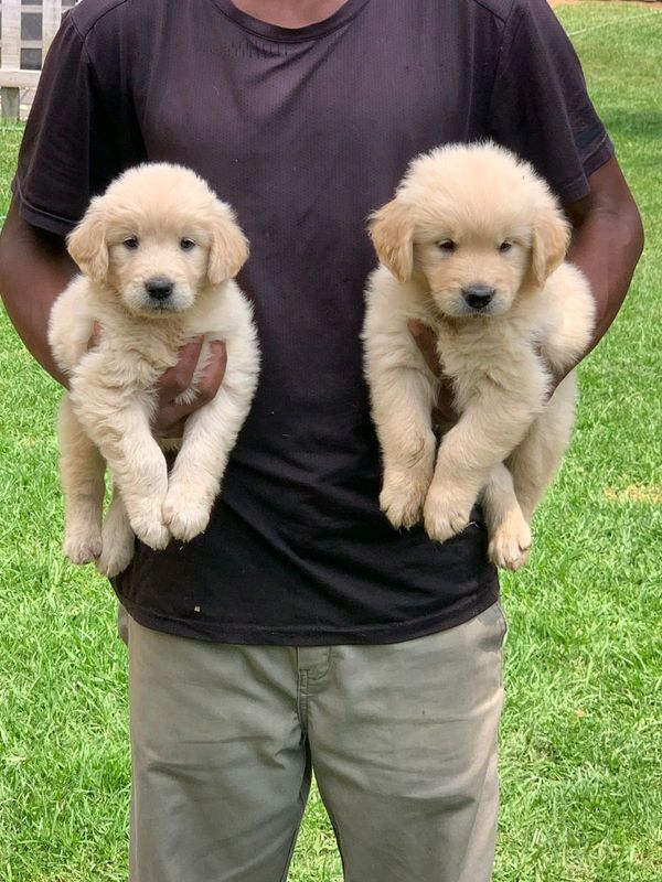 Stunning Golden retriever puppies available