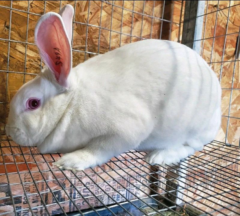 Pure Newzealand White Rabbits Available
