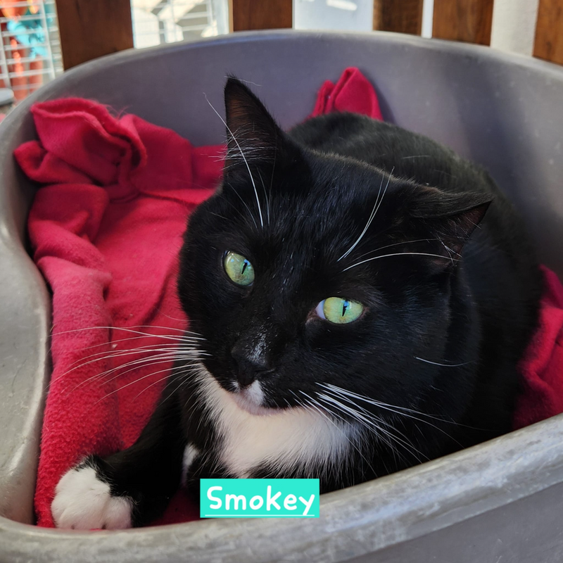 Smokie: Male cat up for adoption