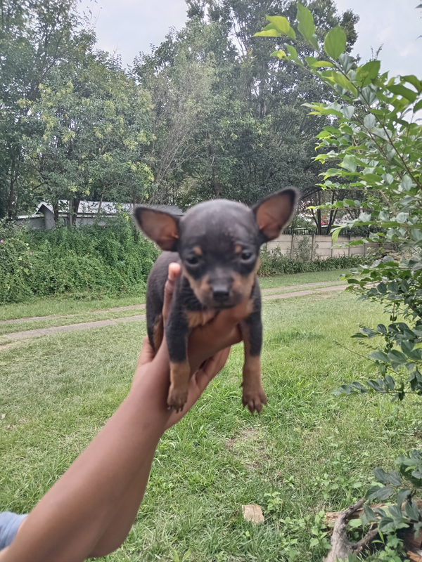 Miniature Doberman Pinschers