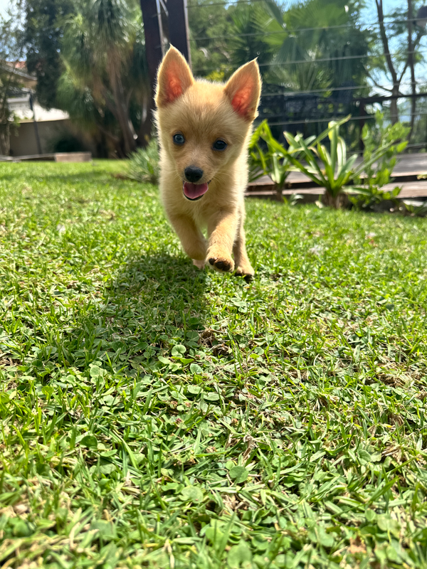 Pomsky Puppies For Sale